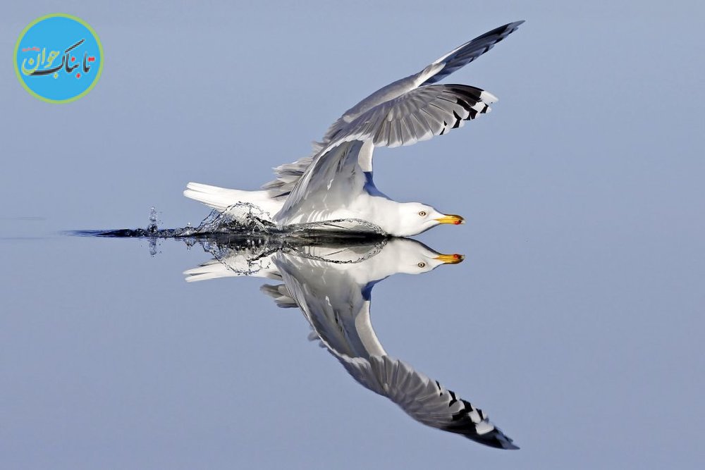 شیرجه دیدنی یک پرنده در آب+ تصاویر