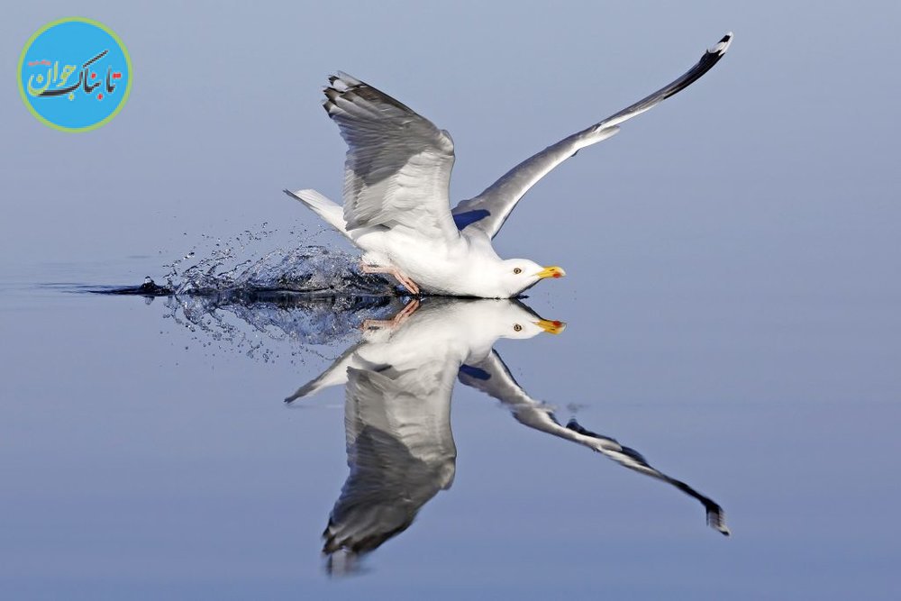 شیرجه دیدنی یک پرنده در آب+ تصاویر