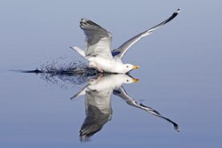 شیرجه دیدنی یک پرنده در آب+ تصاویر