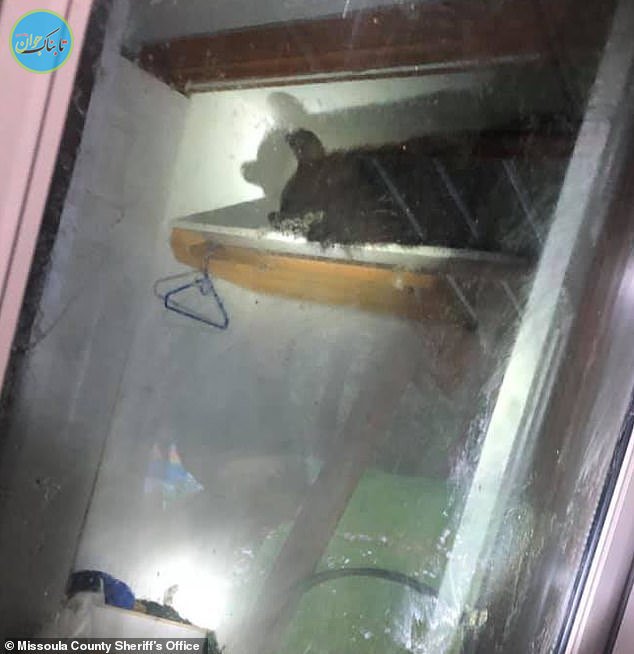 خرسی که در کمد یک خانه جا خوش کرده بود+ تصاویر