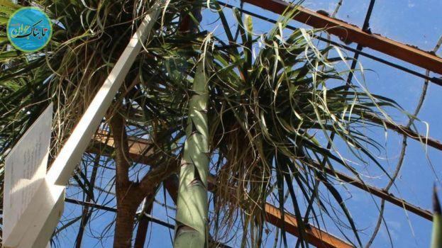 یک گیاه بعد از 57 سال گل داد+ تصاویر