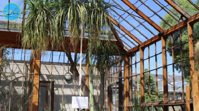 یک گیاه بعد از 57 سال گل داد+ تصاویر