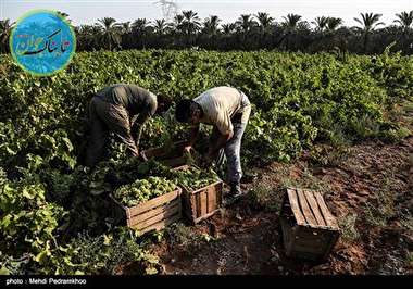 برداشت غوره نوبرانه در شهرستان کارون