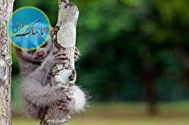 عجیب‌ترین موجوداتی که به صورت اتفاقی کشف شده اند