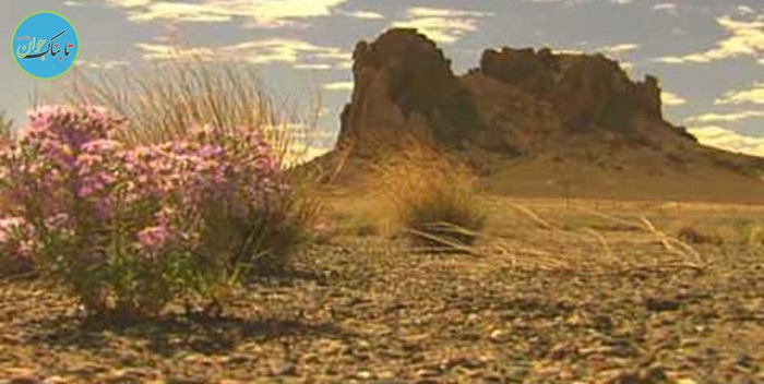 کشف یک منطقه فسیلی 300 میلیون ساله