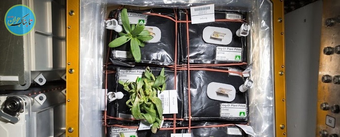 معرفی اولین میوه کاشته شده در فضا توسط ناسا