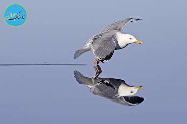 شیرجه دیدنی یک پرنده در آب+ تصاویر