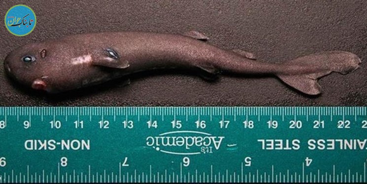 کشف کوسه 14 سانتیمتری در عمق دریا