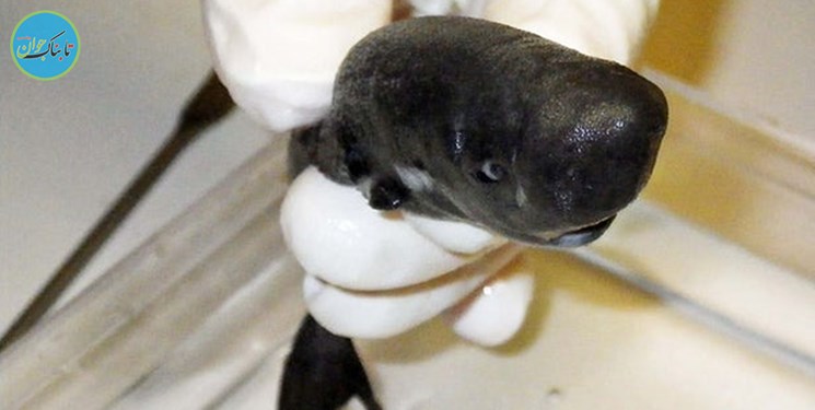 کشف کوسه 14 سانتیمتری در عمق دریا