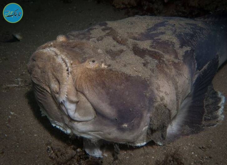 استتار فوق العاده در اعماق دریا +تصاویر