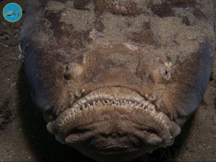 استتار فوق العاده در اعماق دریا +تصاویر