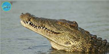 استتار خیره‌کننده تمساح + عکس