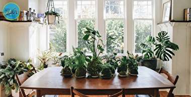 چگونه گیاه پژمرده را سرزنده و شاداب کنیم؟