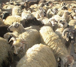 قیمت گوسفند زنده در عید قربان چقدر است؟