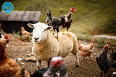 وقتی حیوانات از هم سواری می‌گیرند