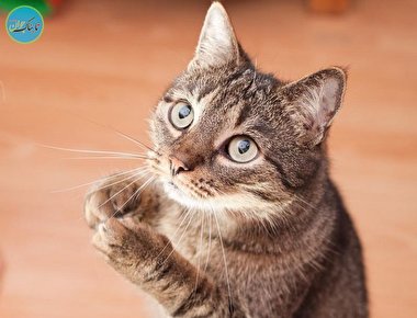 تلاش یک خانواده لرستانی برای نجات یک گربه + فیلم