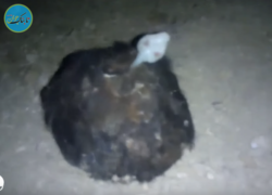 پیدا شدن جانور عجیب الخلقه در ایستگاه متروی متروکه! +فیلم