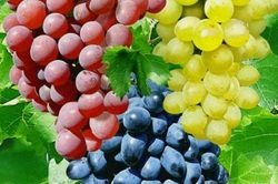 رنگ‌های متنوع انگور چه خواصی دارند؟