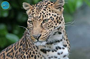 نوزاد زیبا و دوست داشتنی پلنگ+ فیلم