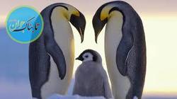 عشق و محبت میان پنگوئن ها