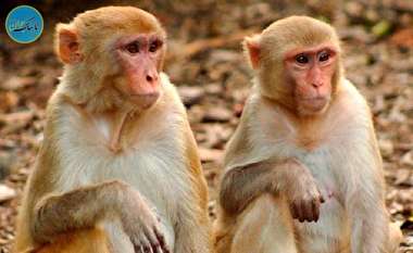 حمله گروه میمون‌ها به عکاسی که می‌خواست از آنان عکس بگیرد+ فیلم