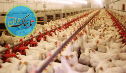 کشف محموله میلیاردی قاچاق مرغ