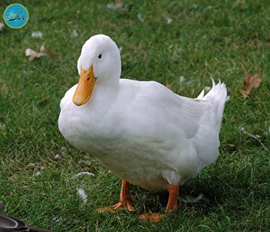 رفتار دیدنی یک اردک با پسربچه + فیلم