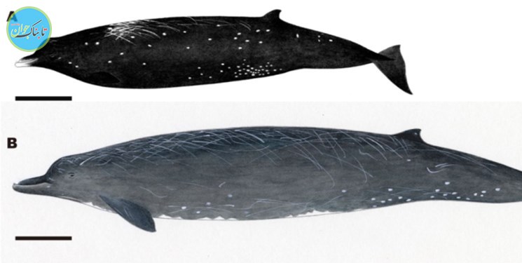 کشف گونه جدید نهنگ منقادار