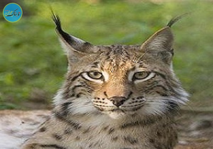 گونه نادری از سیاهگوش در همدان 