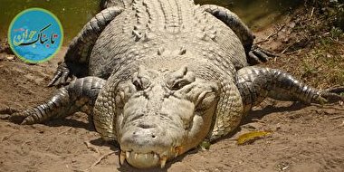 نجات یک کروکودیل ۳ متری از گودال توسط یک مرد + فیلم