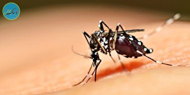 دستکاری ژنتیکی پشه در برزیل خطر آفرین شد