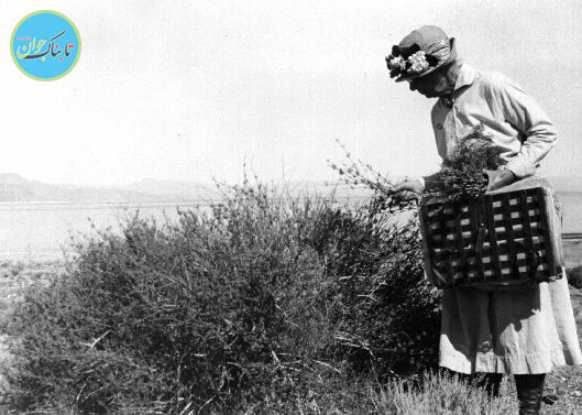 تغییر لوگوی گوگل به افتخار یک زن