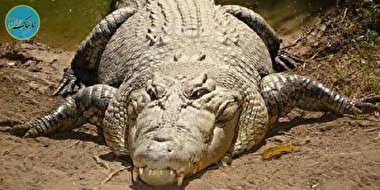 نجات یک کروکودیل ۳ متری توسط یک مرد