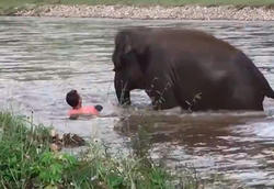 تلاش دیدنی بچه فیل برای نجات انسان + فیلم