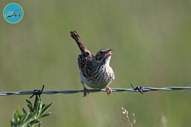 آمریکای شمالی ۳ میلیارد پرنده را از بین برد