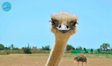  حمله یک شترمرغ فراری به روستاییان چینِی