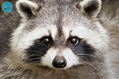 راکون فلجی که برای اولین بار راه می رود + فیلم