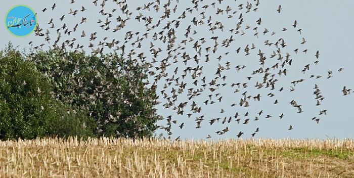 پرندگان مزاحم در مزارع