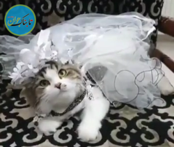 جشن عروسی مجلل گربه‌ها یک زوج عرب+فیلم