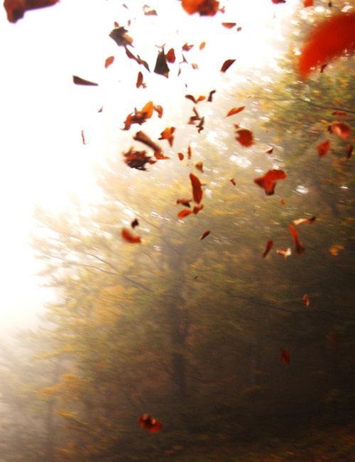 پاییز در راه است + مجموعه شعرها و پیامک های پاییزی پاییز می رسد که مرا مبتلا کند علیرضا بدیع