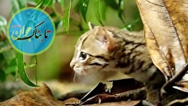 ویدئویی از کوچکترین گربه جهان