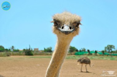 حمله یک شترمرغ فراری به روستاییان چینی