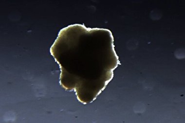 تولید نخستین گوشت در فضا