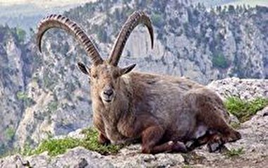 دوستی جالب بز کوهی با یک محیط بان + فیلم