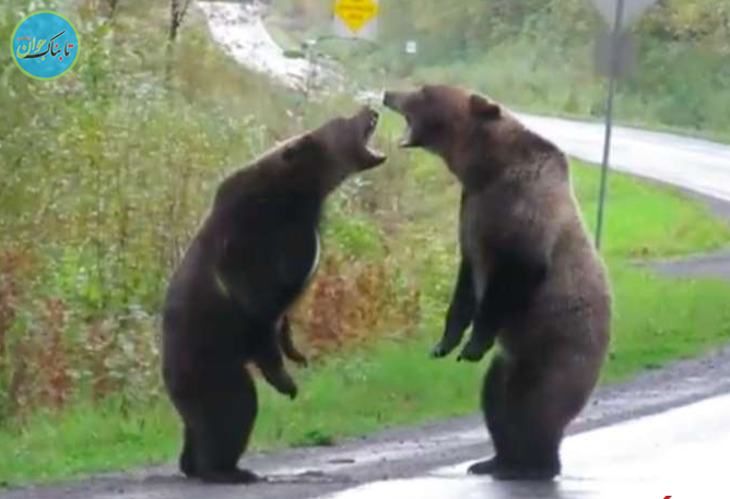 دعوای خرسهای گریزلی خبرساز شد+عکس دعوای خرسهای گریزلی خبرساز شد+عکس