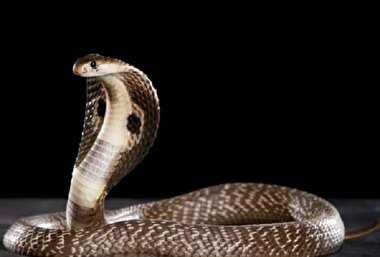 جدال یک سرباز با مار کبرای ۲ متری!