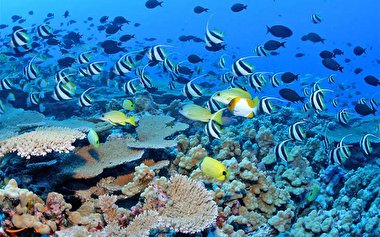 خلبانی که ۲ روز با ماهی ها زندگی کرد