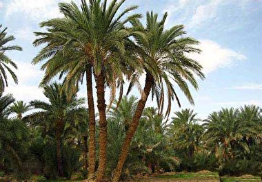 سفارت ایران لای نخلستان‌ها!