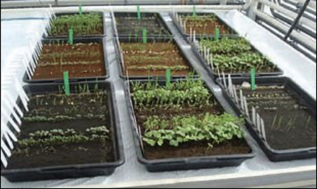 کاشت گوجه فرنگی و لوبیا روی خاک ماه و مریخ