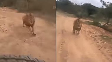 لحظه وحشتناک حمله شیر به گردشگران + فیلم